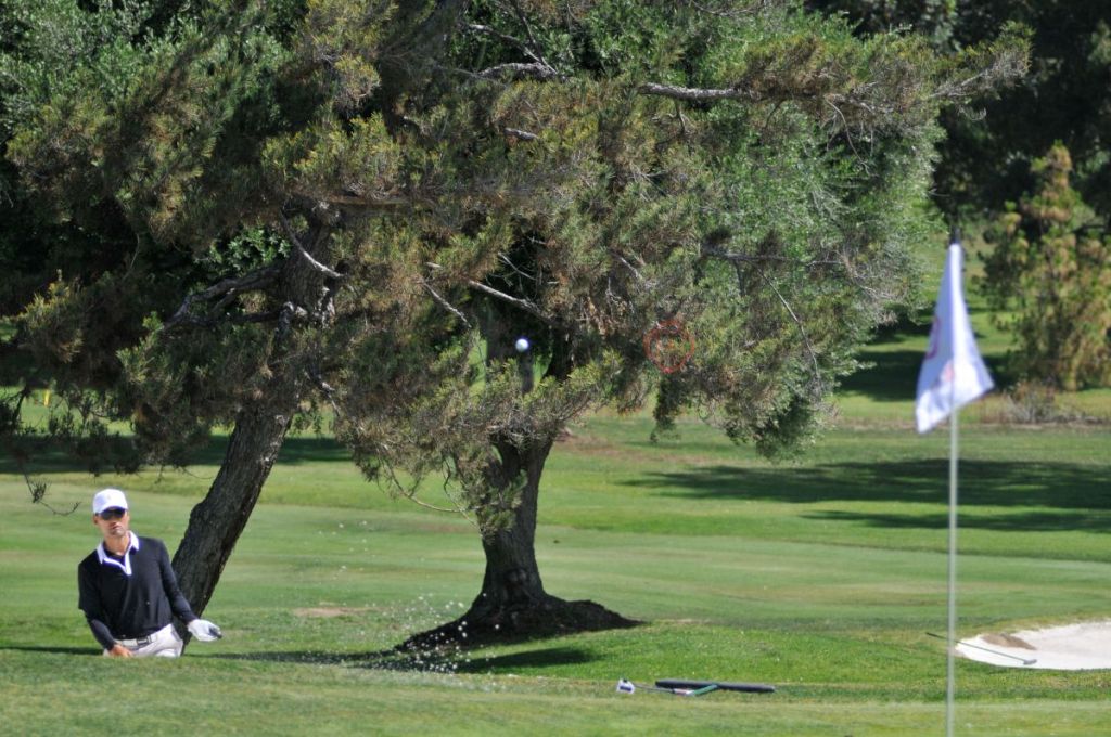 big tree on golf course